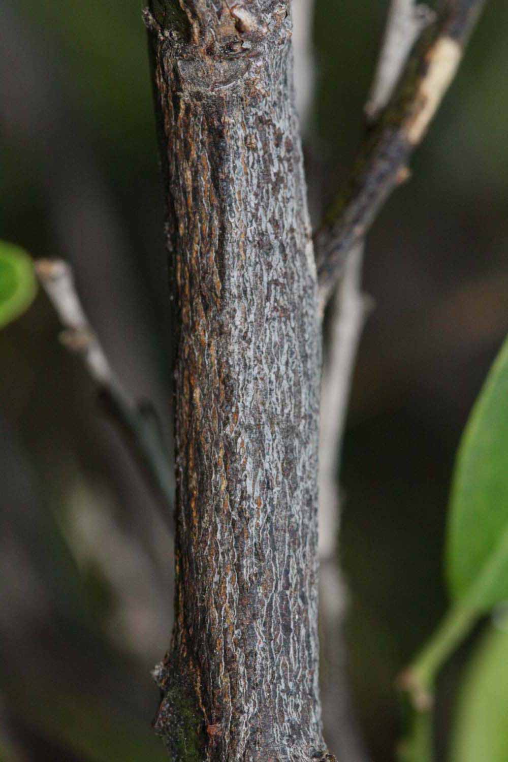              Second - third year twig (Riverside, CA)       